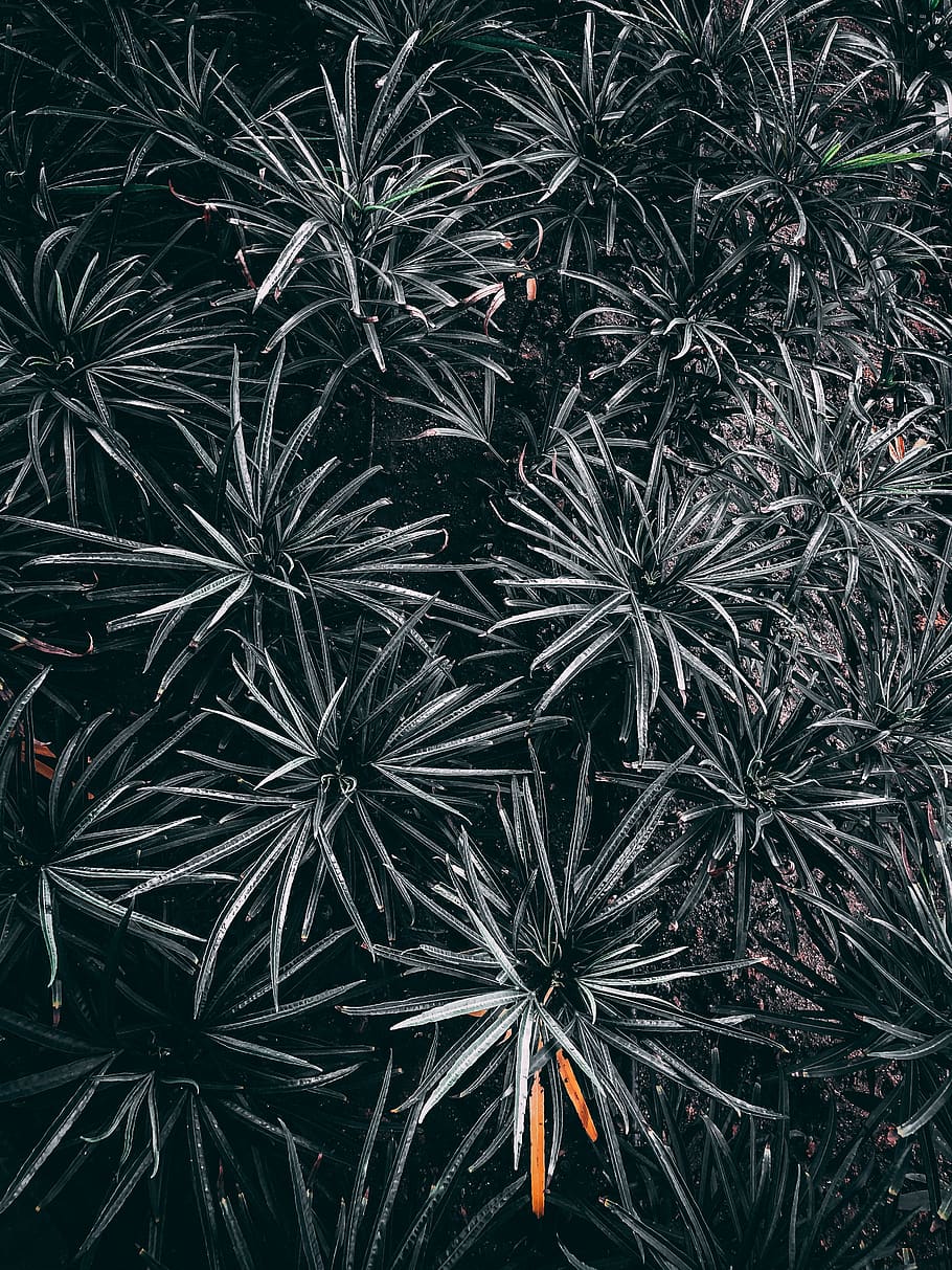 plant, growth, no people, nature, backgrounds, leaf, full frame HD wallpaper