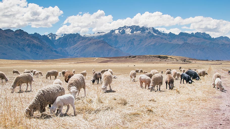 sheep, animals, grass, field, mountains, peaks, blue, sky, sunshine HD wallpaper