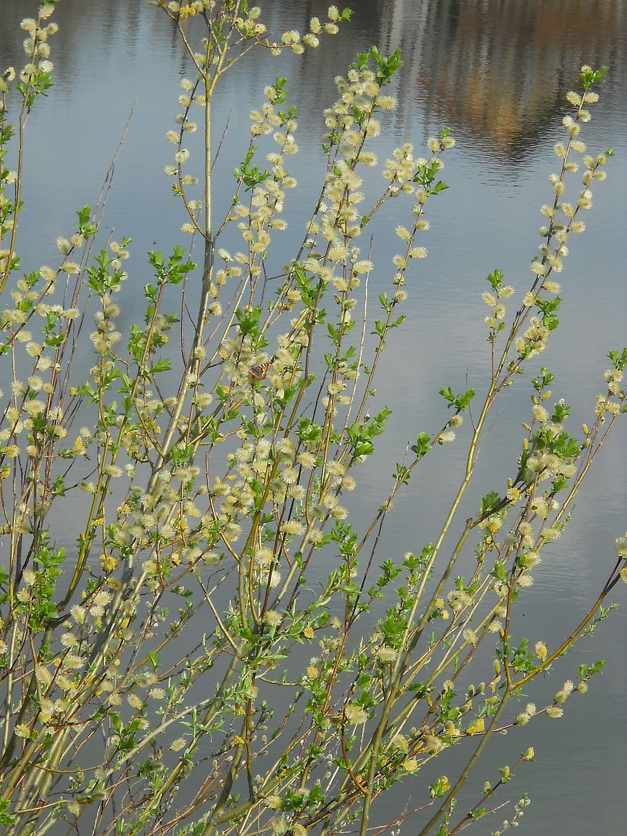 willow, spring, butterfly, water, furry, pollen, bloom, plant HD wallpaper
