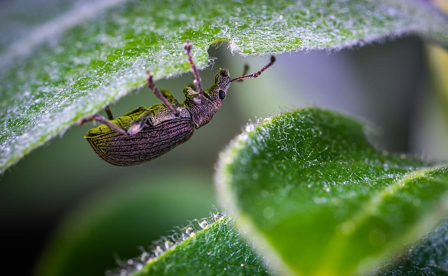 macro, beetle, insect, green color, leaf, plant part, close-up HD wallpaper