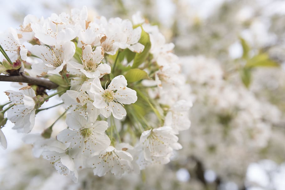 cherry blossom, cherries, cherry tree, spring, flowering twig HD wallpaper