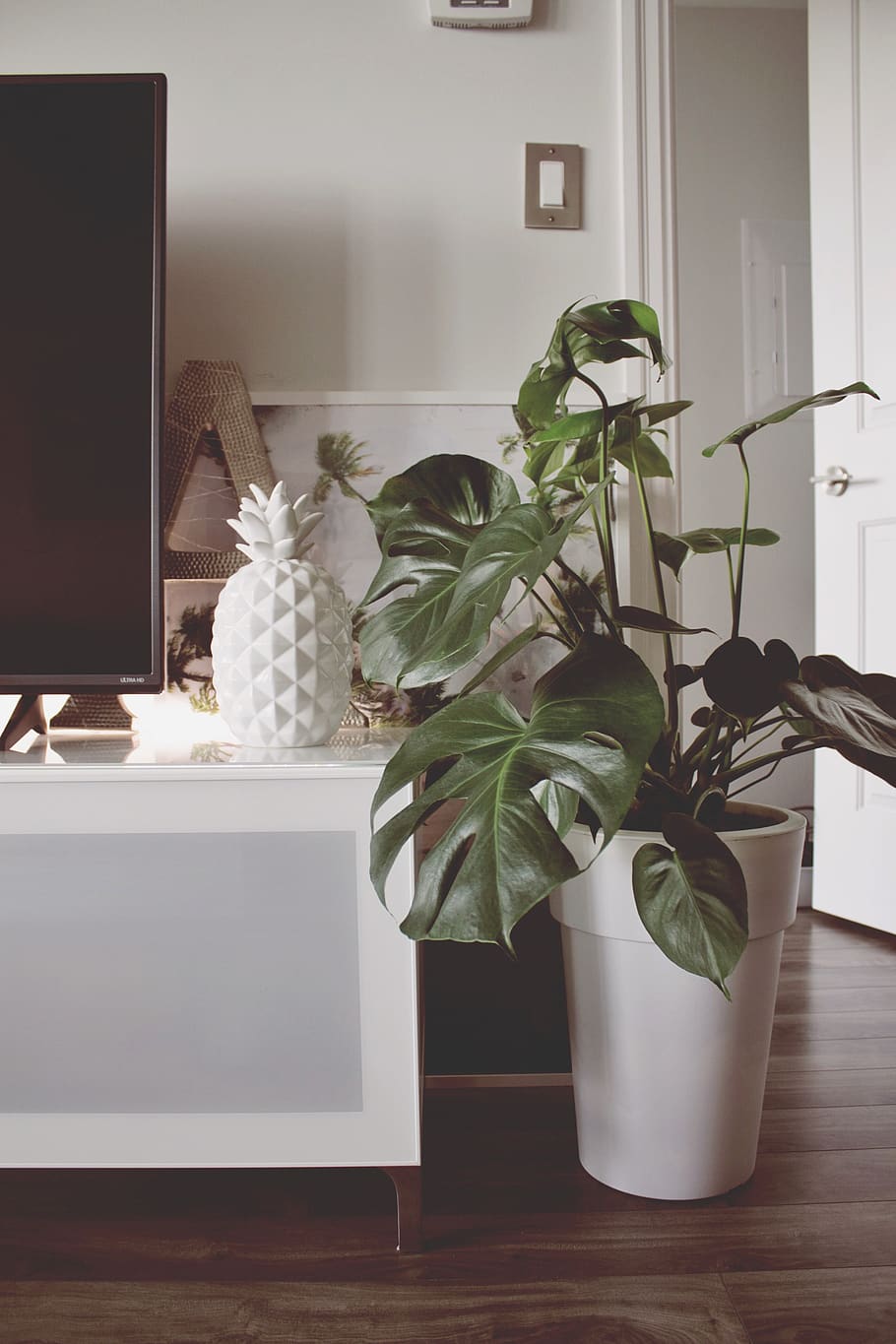 canada, toronto, plant, home interior, potted plant, indoors HD wallpaper