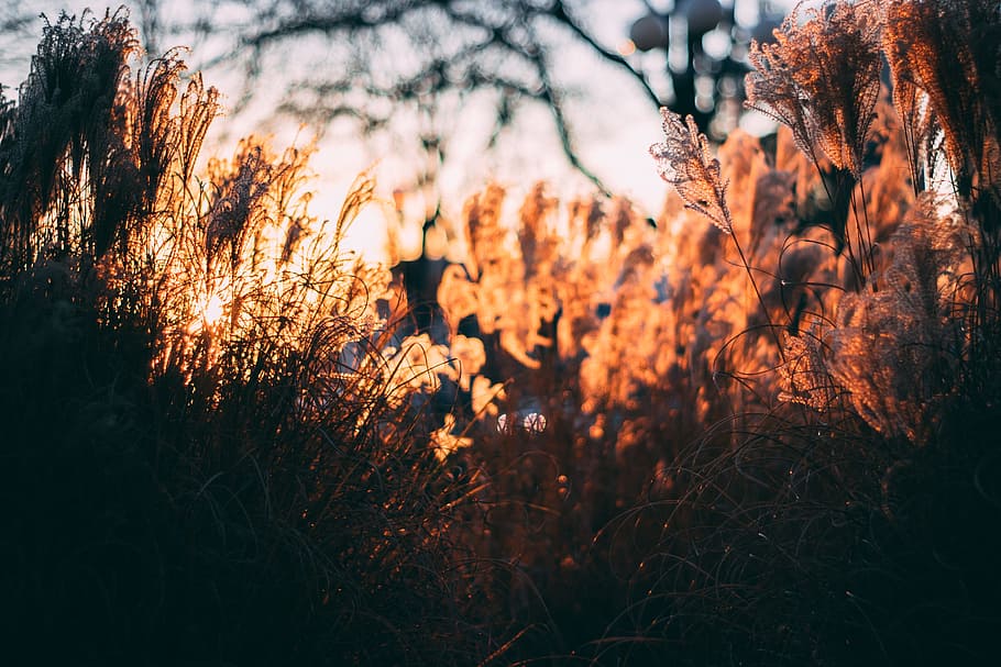 Brown Grass Lawn, blurred background, close -up, dusk, environment HD wallpaper