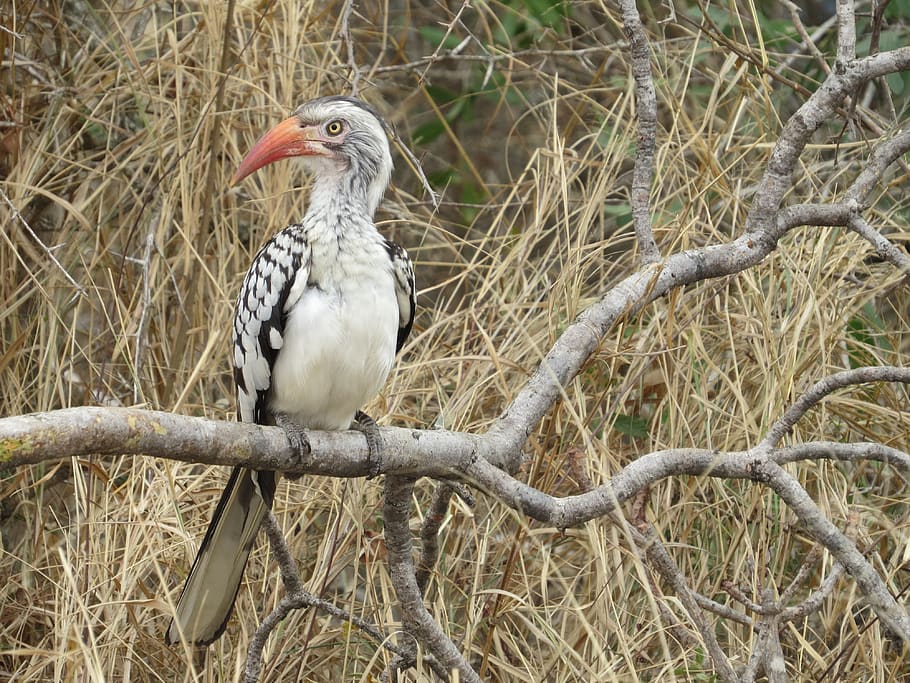 grey bird perching on branch, animal, south africa, kruger park HD wallpaper