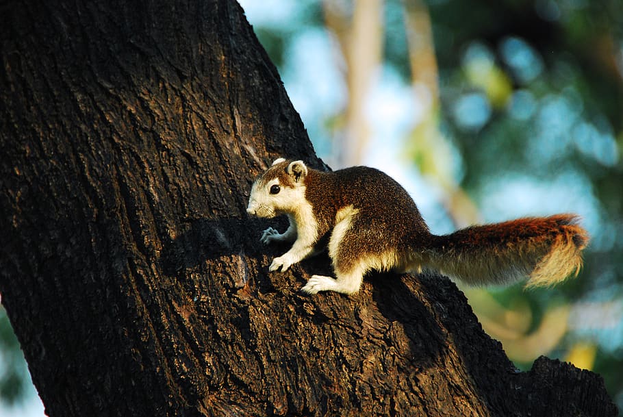 white and brown squirrel on tree, animal, mammal, rodent, thailand HD wallpaper