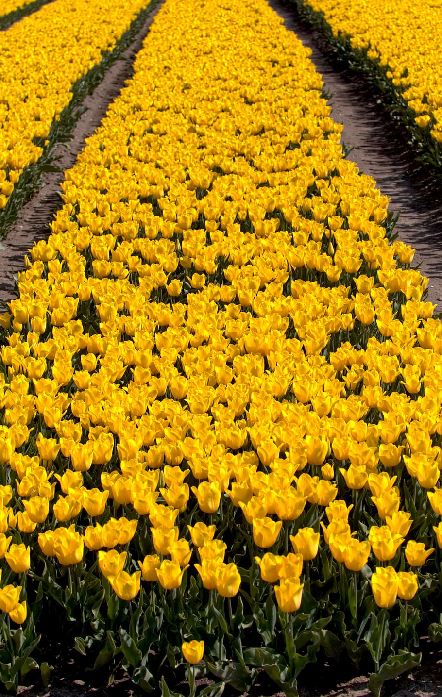 bulb fields, tulips, netherlands, holland, spring, flowers HD wallpaper