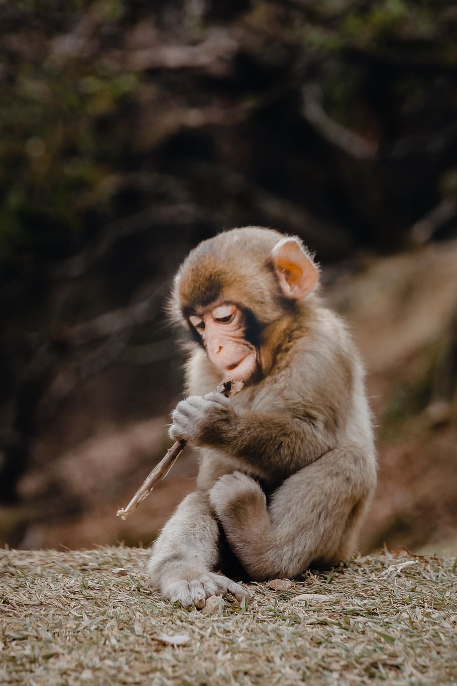 gray monkey playing instrument at daytime, primate, animal wildlife HD wallpaper