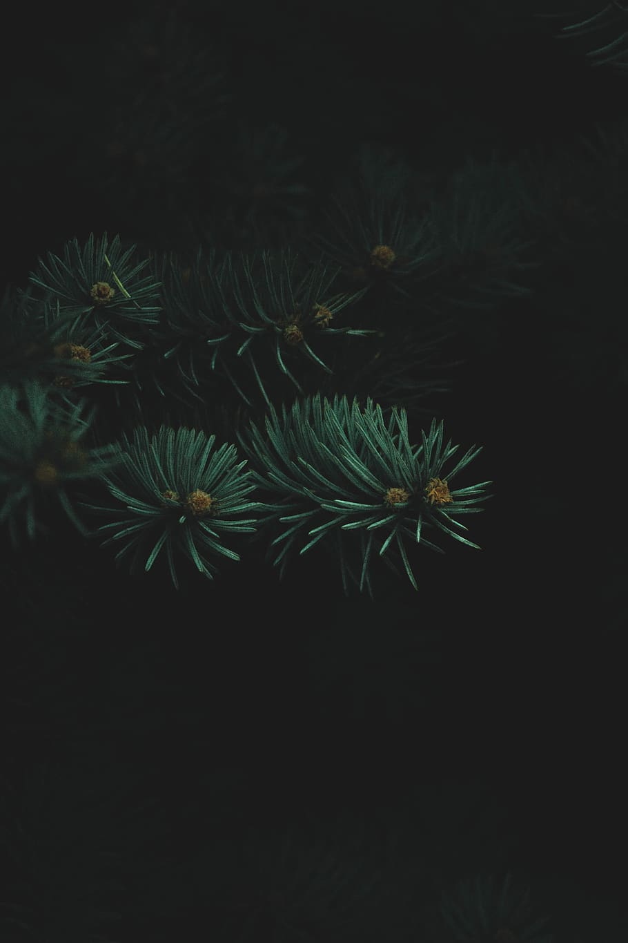 green linear leafed plant, tree, conifer, nature, outdoors, vegetation HD wallpaper