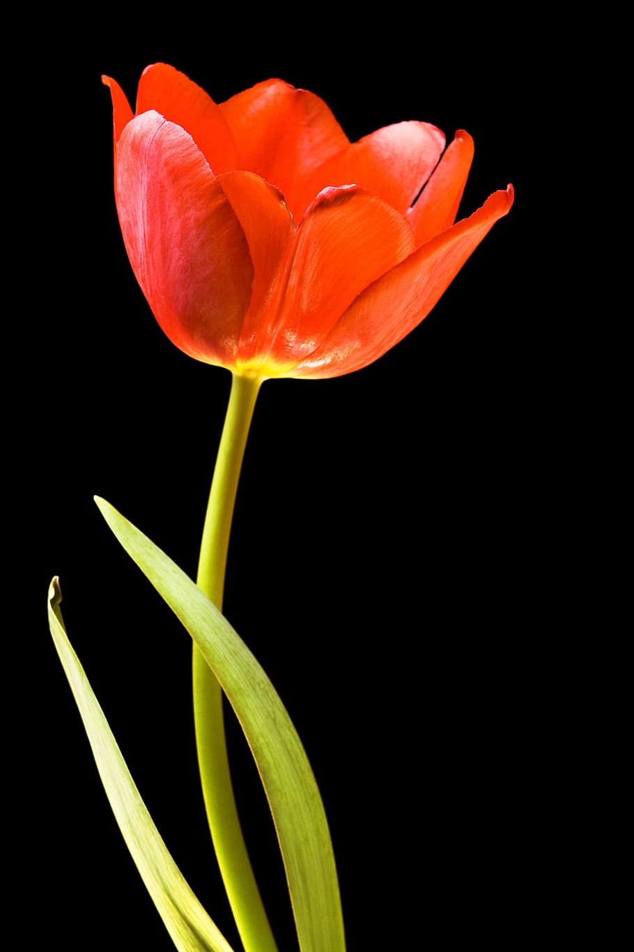 tulip, red, isolated, bud, netherlands, floral, white, spring HD wallpaper