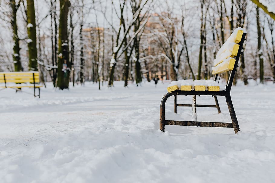 Wintery Park, white, clean, outdoor, trees, cold, snow, snowy HD wallpaper