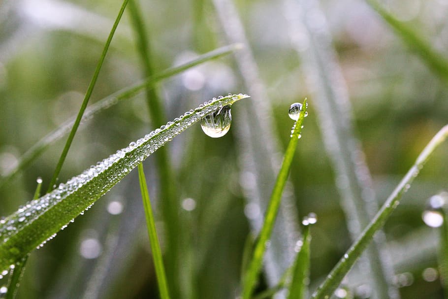 dewdrop, meadow, macro, plant, wet, growth, green color, water HD wallpaper