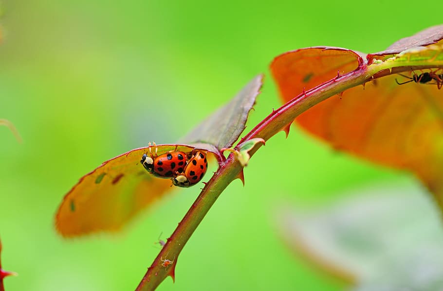 2 Lady Buy in the Leaf, bugs, insects, ladybug, animal themes HD wallpaper