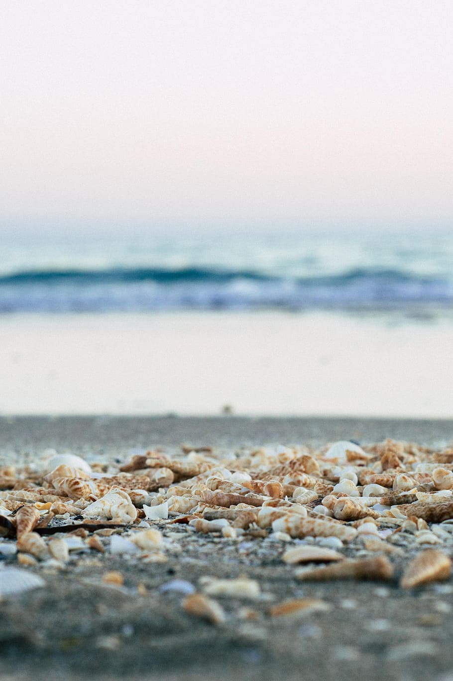 selective focus photography of seashells at seashore, sand, beach HD wallpaper