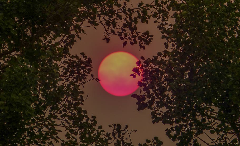 canada, canmore, sky, wildfire, trees, sun, sunshine, smoke HD wallpaper