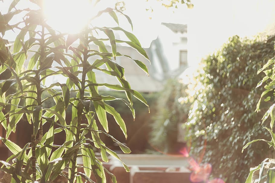 green-laefed trees, plant, light, flare, bamboo, leaf, hemp, willow HD wallpaper