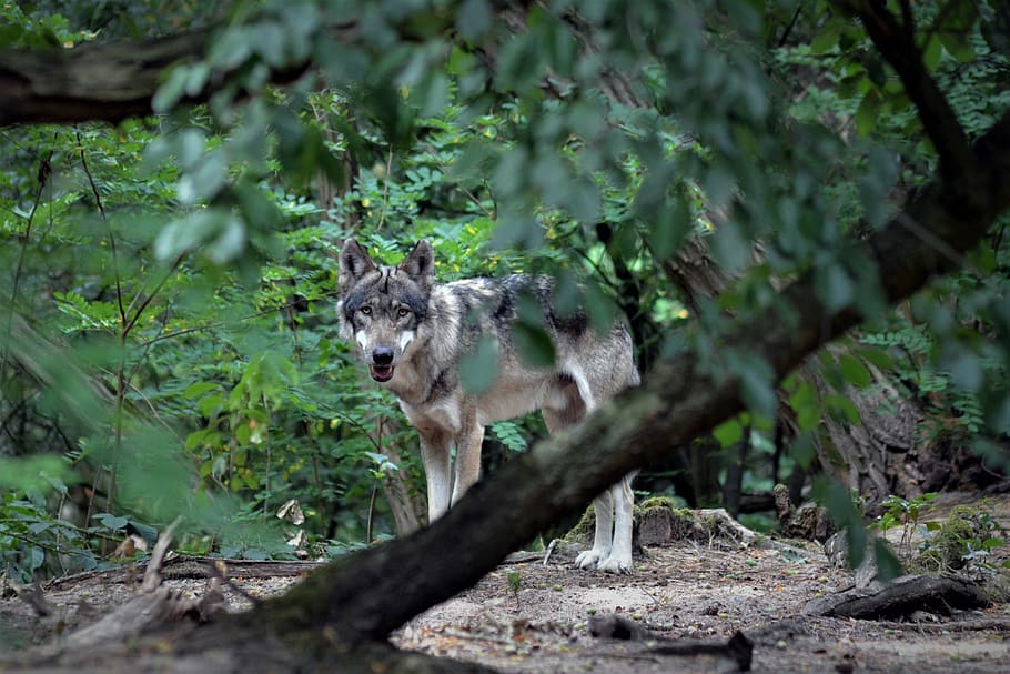 wolf, close up, forest, nature, animal world, fur, wilderness HD wallpaper