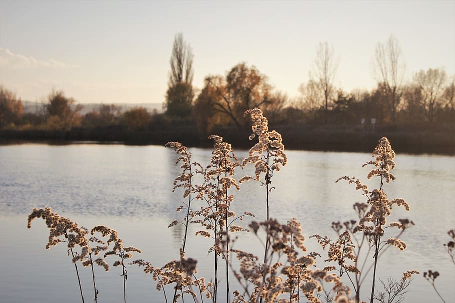 fall, wallpaper, sun, autumn, river, water, plant, lake, tranquility HD wallpaper