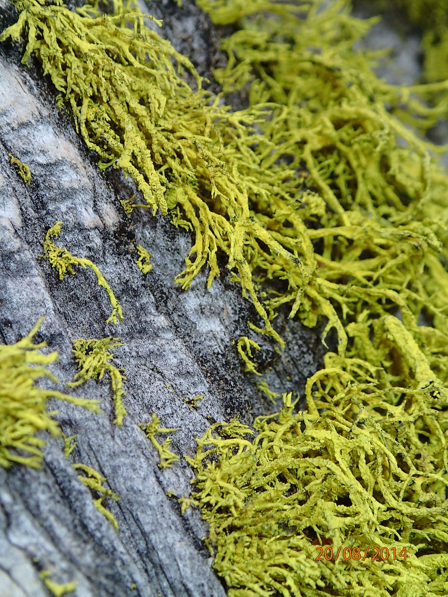 tree, bark, moss, plant, green color, growth, close-up, no people HD wallpaper