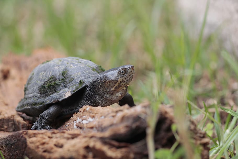 turtle, nature, animals, zoo, reptile, one animal, animal themes HD wallpaper