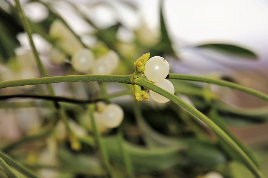 mistletoe, sprig, dec, green, the environment, pattern, the leaves of the HD wallpaper