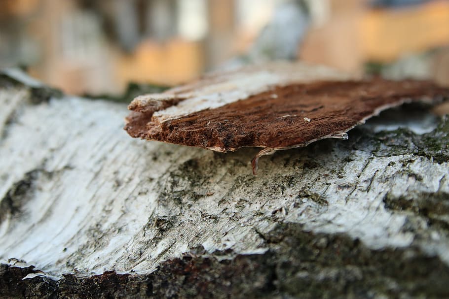 tree, bark, nature, forest, tribe, wood, plant, green, landscape HD wallpaper