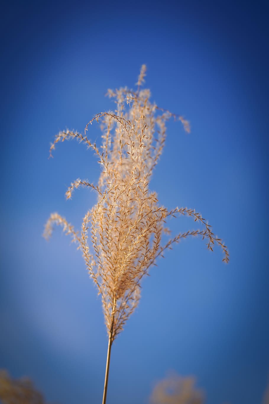 grass, close up, winter, cold, blue sky, nature, meadow, animal HD wallpaper
