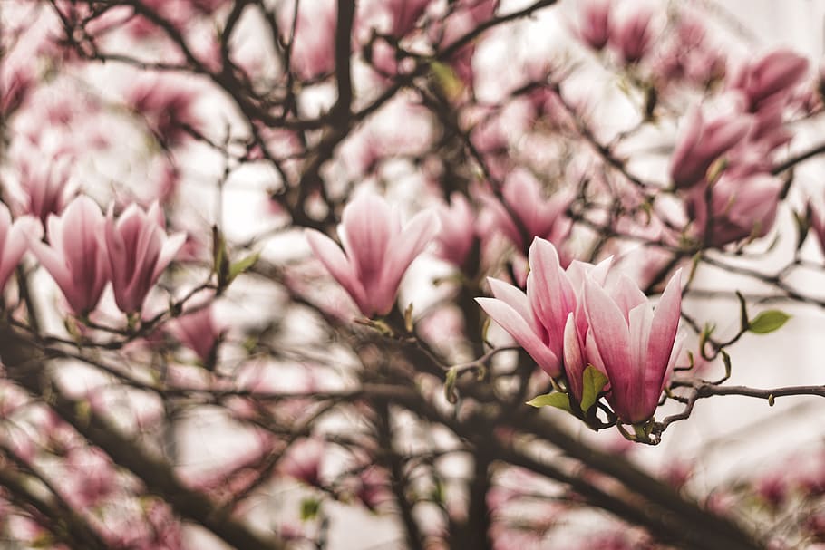 magnolia, blossom, tree, spring, summertime, green, pink, flower HD wallpaper