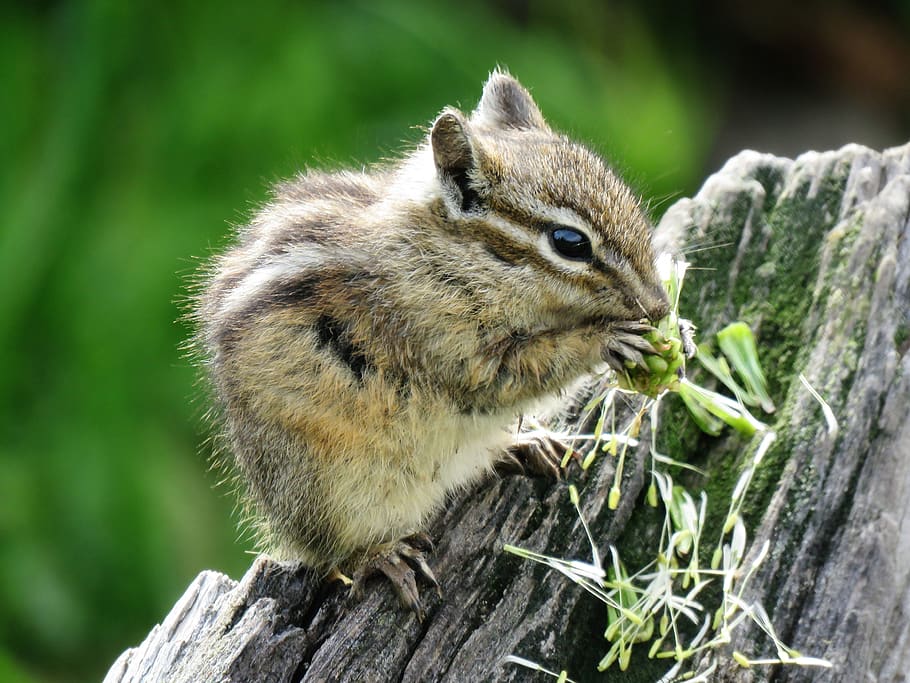 rodent, chipmunk, tiny, natural, closeup, wildlife, hiking HD wallpaper