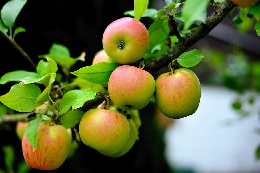 apple, goldparmäne, apple tree, fruit, garden, healthy, ripe HD wallpaper
