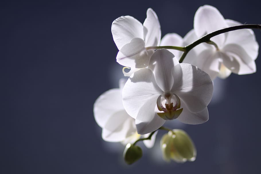 flower, flowering plant, freshness, beauty in nature, petal HD wallpaper