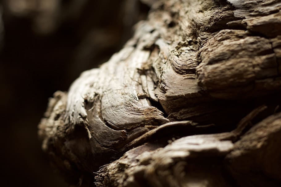 wood, light, shadow, texture, grain, beach, detail, animal themes HD wallpaper