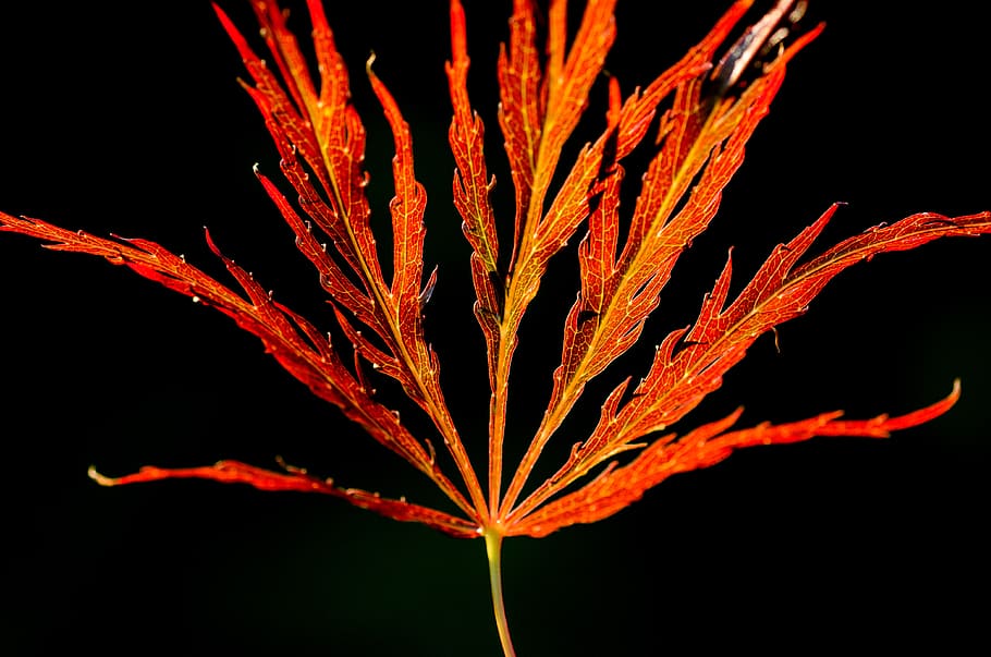 leaf, orange, red, green, backlit, backlight, beams, fragile HD wallpaper