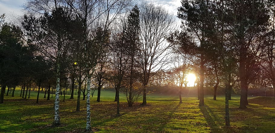 winter sun, low sun, golf course, trees, silhouette, plant HD wallpaper
