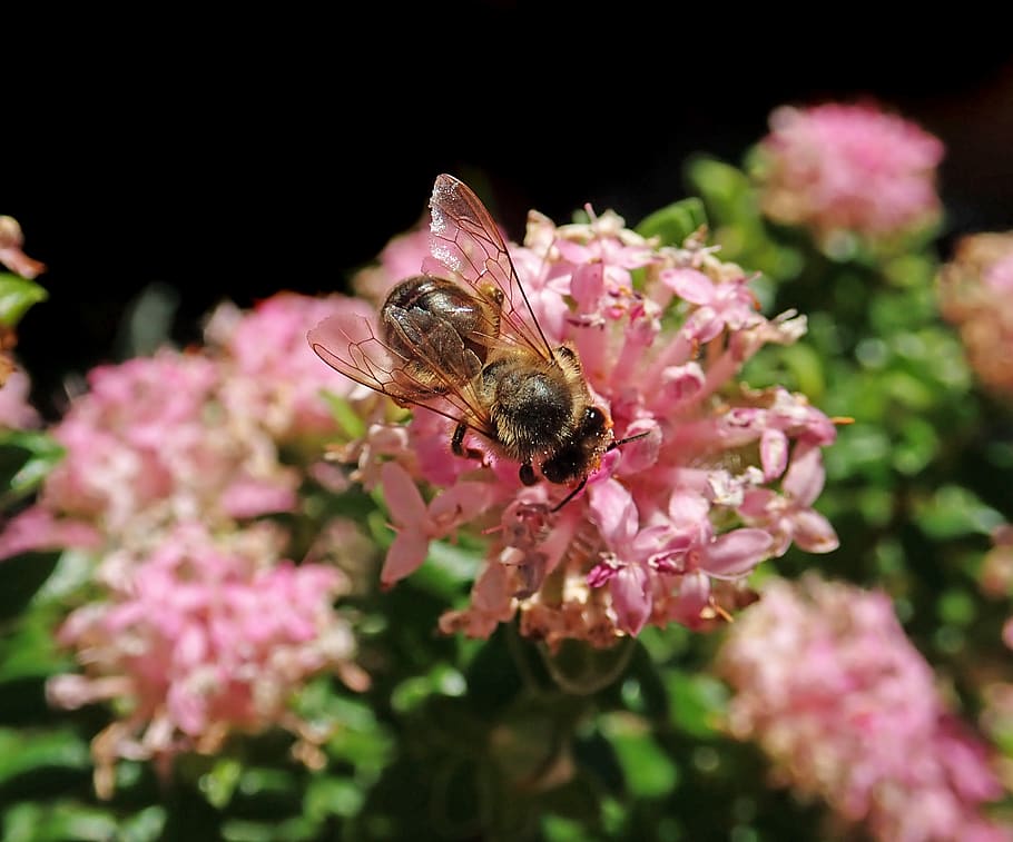 bee, insect, pollen, flower, garden, nature, flowering plant HD wallpaper
