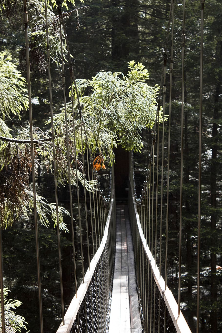 bridge surrounded with trees at daytime, building, rope bridge HD wallpaper