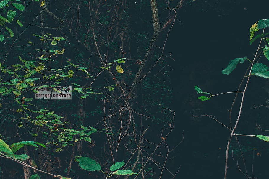 green plants, grenoble, france, animal, nature, invertebrate HD wallpaper