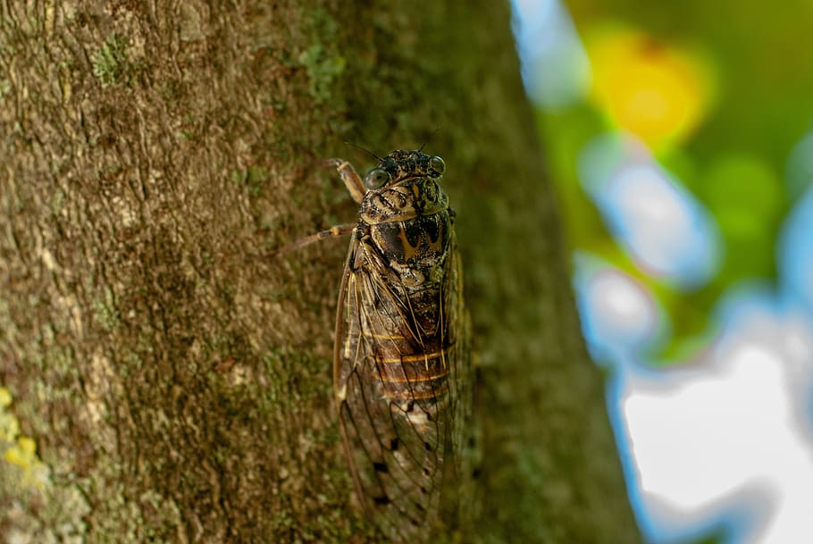 cicada, wing, nature, tree, cicadidae, hétérométaboles, close up HD wallpaper