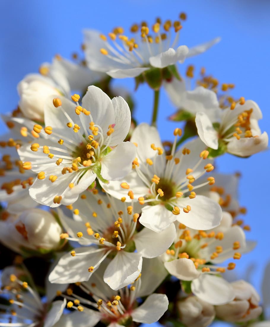 flowers, white, casey, tree, spring, botanical, plants, natural HD wallpaper