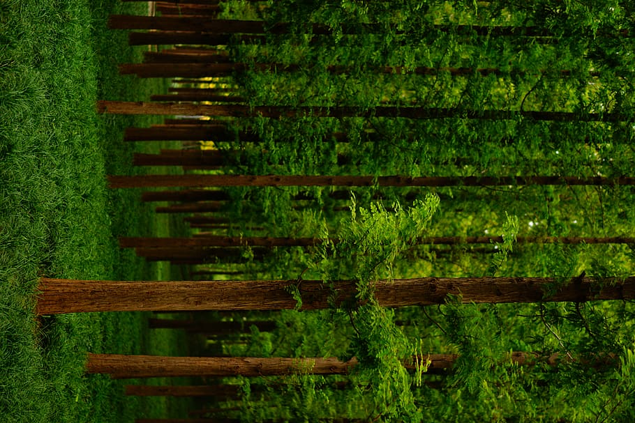 green trees during daytime, plant, tree trunk, outdoors, nature HD wallpaper