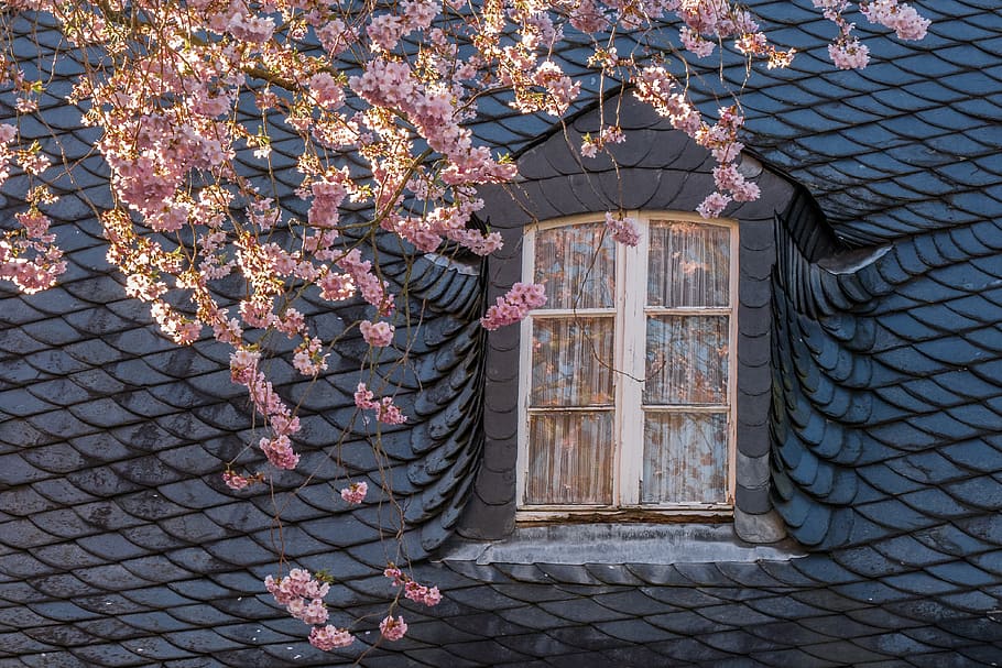 spring, blossom, bloom, window, roof, slate, cherry blossom HD wallpaper
