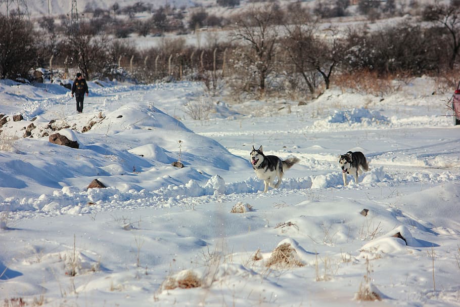 dogs, snow, wolves, white, winter, friends, siberian, animal themes HD wallpaper