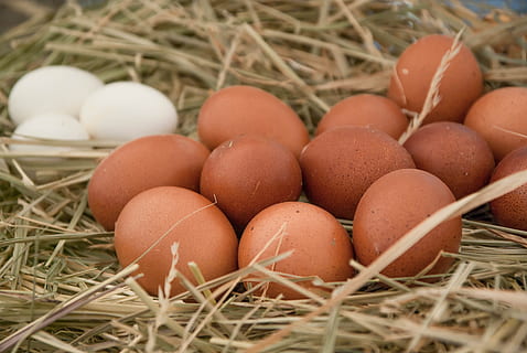 eggs, hen, straw, lay, poultry, farm, food, food and drink HD wallpaper