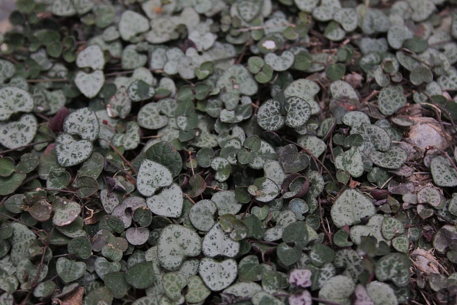 leaves, leaf, texture, succulent, background, green, nature HD wallpaper