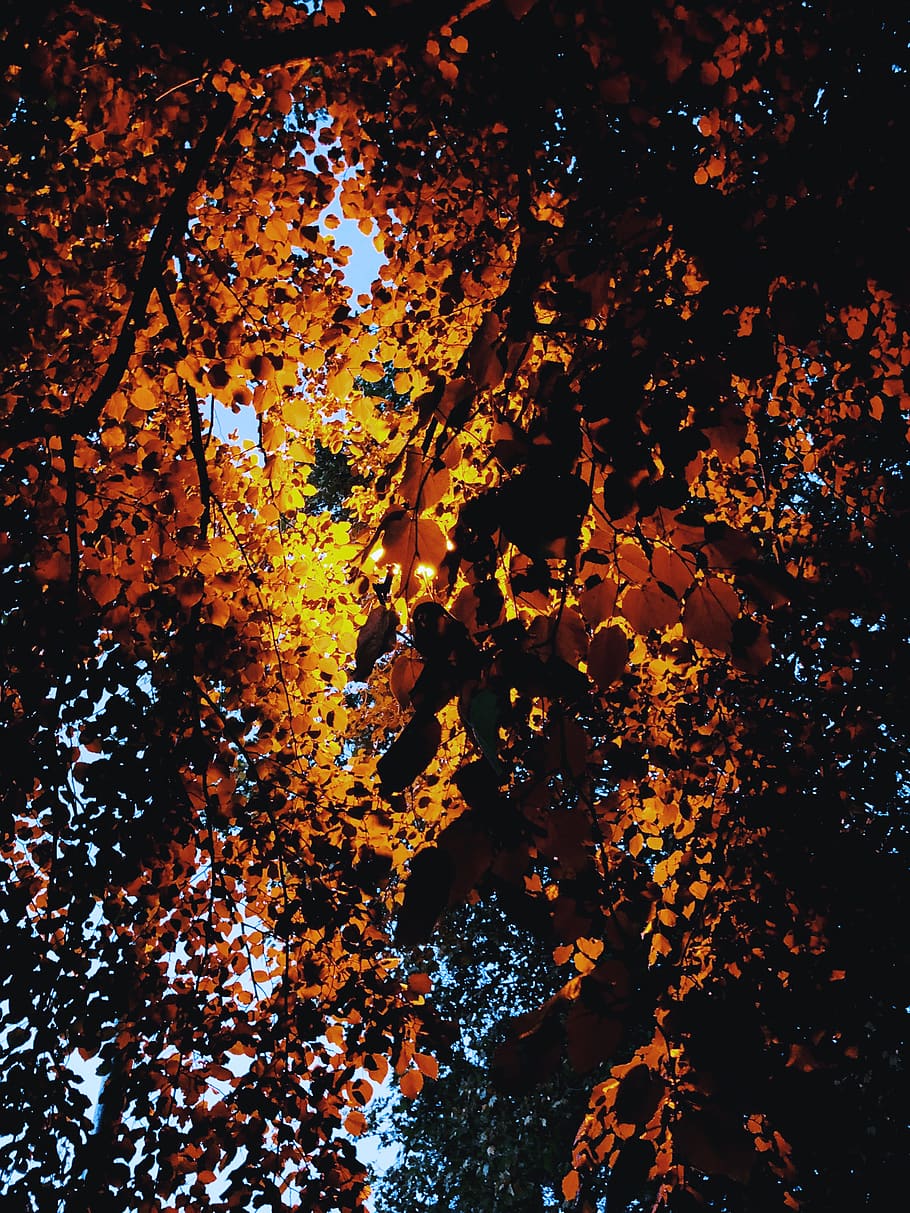 plant, leaf, tree, maple, lamel beeches, york, united kingdom HD wallpaper