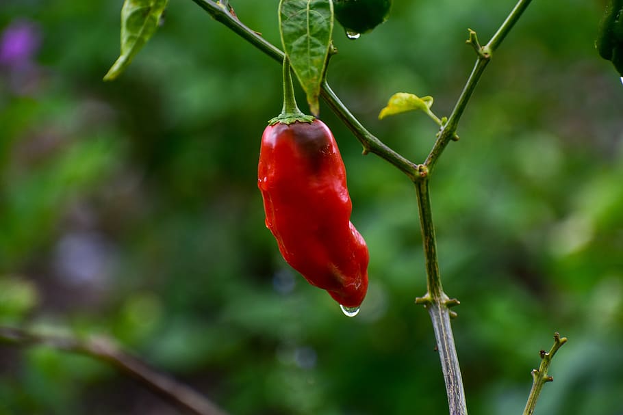 aji, spicy, pepper, red, food and drink, plant, focus on foreground HD wallpaper