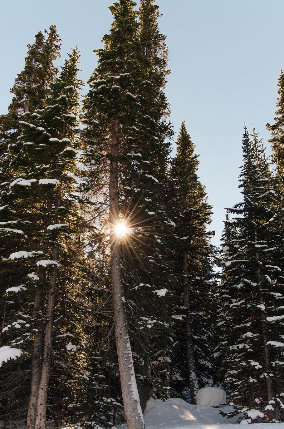 pine tree covered with snow, abies, fir, plant, conifer, blue lakes trail HD wallpaper