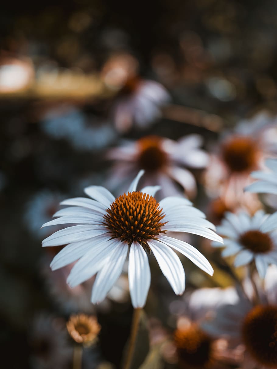 white daisies, fragility, flower, vulnerability, flowering plant HD wallpaper