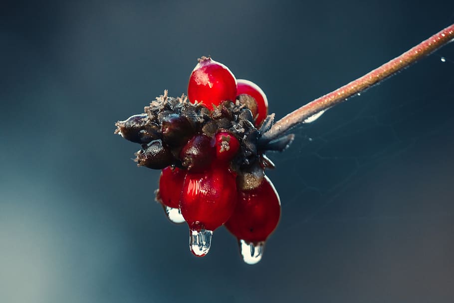 holly, drip, rain, leaf, wet, raindrop, nature, drop of water HD wallpaper