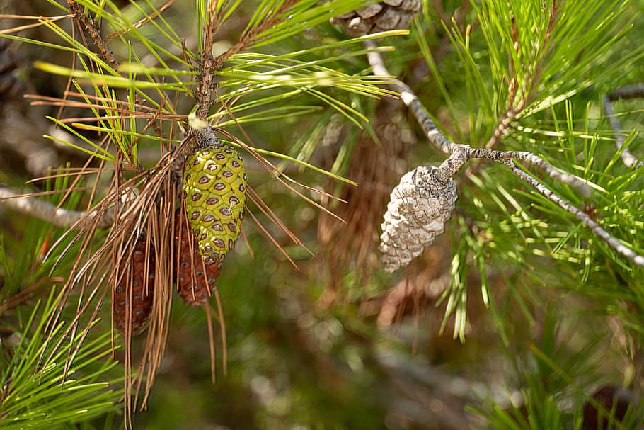provence, pinecone, tree, plant, growth, beauty in nature, close-up HD wallpaper