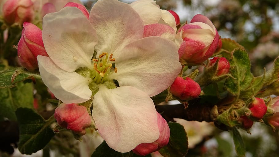 blossom, appletree, spring, flowering plant, beauty in nature HD wallpaper